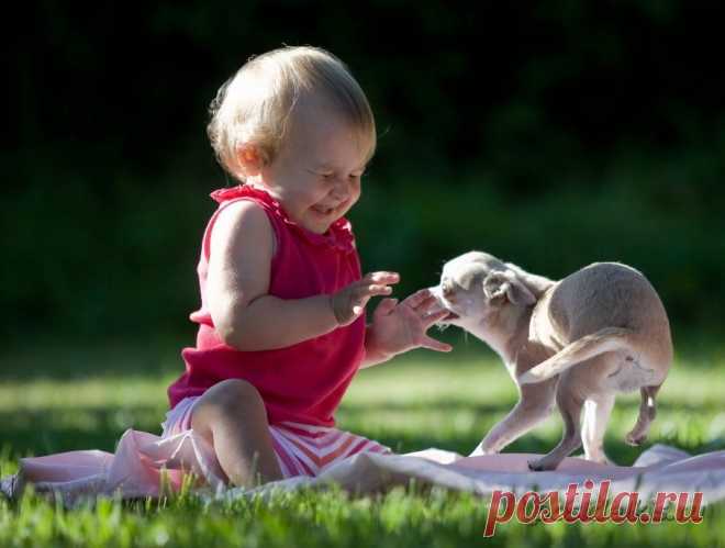 Какая порода лучше? » Славянские Посиделки