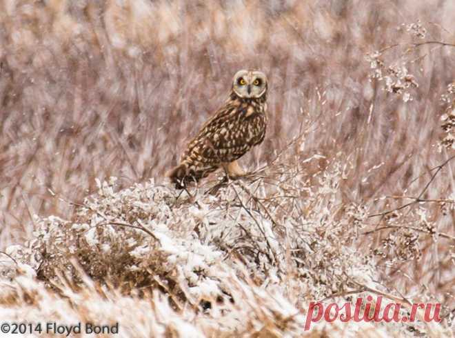 Roy Mangersnes - Photos of The Owl Pages