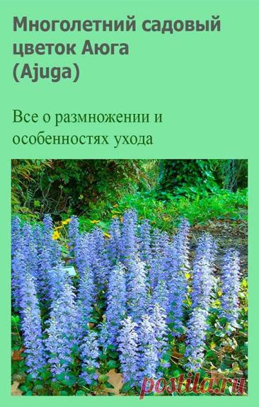 Многолетний садовый цветок Аюга (Ajuga). Корневищный многолетник со стелющимися и укореняющимися побегами и прямостоячими цветоносами высотой до 25 см. Листья цельные, овальные или лопатчатые, тупые, по краям крупнозубчатые, розеточные - на длинных черешках, стеблевые - сидячие. Цветки многочисленные, синие, реже белые или розовые, собраны в ложную мутовку.