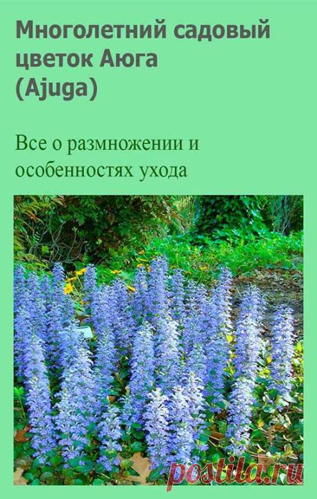 Многолетний садовый цветок Аюга (Ajuga). Корневищный многолетник со стелющимися и укореняющимися побегами и прямостоячими цветоносами высотой до 25 см. Листья цельные, овальные или лопатчатые, тупые, по краям крупнозубчатые, розеточные - на длинных черешках, стеблевые - сидячие. Цветки многочисленные, синие, реже белые или розовые, собраны в ложную мутовку.