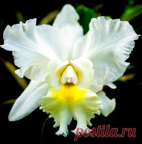 White orchid close up by Simon Chandler on 500px | Rene Basurto Quijada приколол(а) это к доске Flores - Flowers | Pinte…