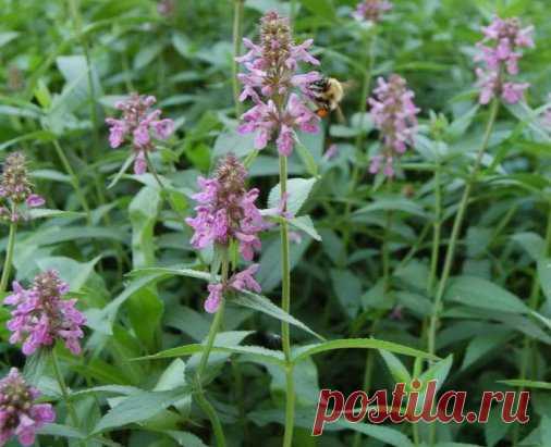 СЪЕДОБНЫЙ ЛЕКАРЬ - ЧИСТЕЦ 
Практически на всей территории нашей страны встречается такое растение как чистец. Это поистине уникальное растение, которое имеет очень широкое медицинское и кулинарное применение. 
Настой листьев чистеца обладает ПРОТИВОВОСПАЛИТЕЛЬНЫМИ, СЕДАТИВНЫМИ, ДЕТОКСИКАЦИОННЫМ свойствами. Его широко применяют для лечения заболеваний желудка, почек, печени, для лечения воспалений, инфекционных заболеваний. 
В кулинарии применяется молодые листья и подземная часть (клубни) чисте