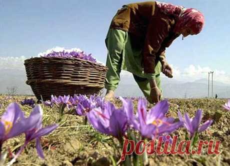 Самая дорогая приправа в мире.