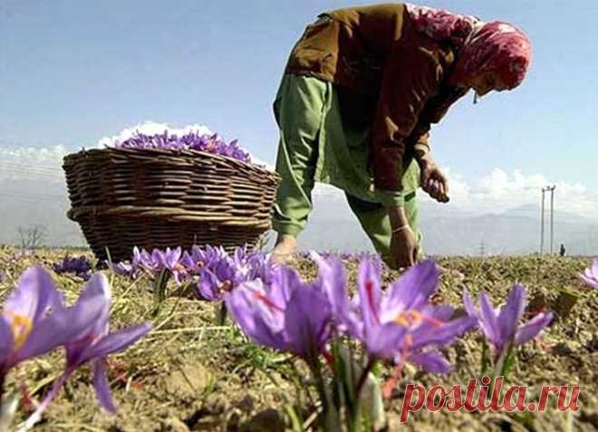 Самая дорогая приправа в мире.