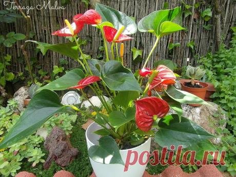 Anturio / Anthurium scherzerianum | Plantas