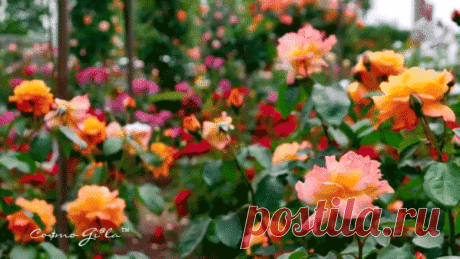 Мой Мир@Mail.Ru