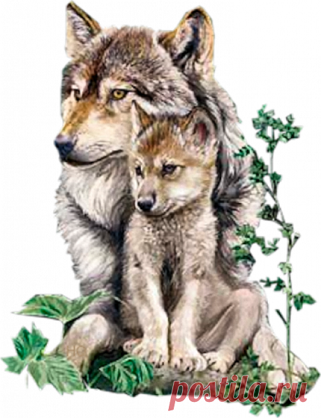 история про волков