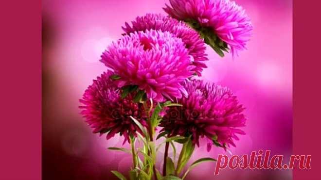 ОСЕННИЕ АСТРЫ