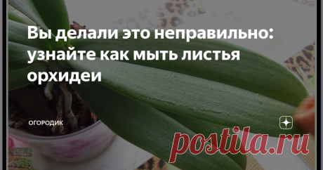 Вы делали это неправильно: узнайте как мыть листья орхидеи