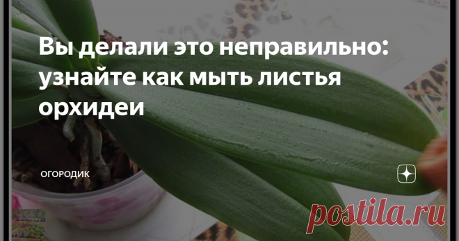 Вы делали это неправильно: узнайте как мыть листья орхидеи