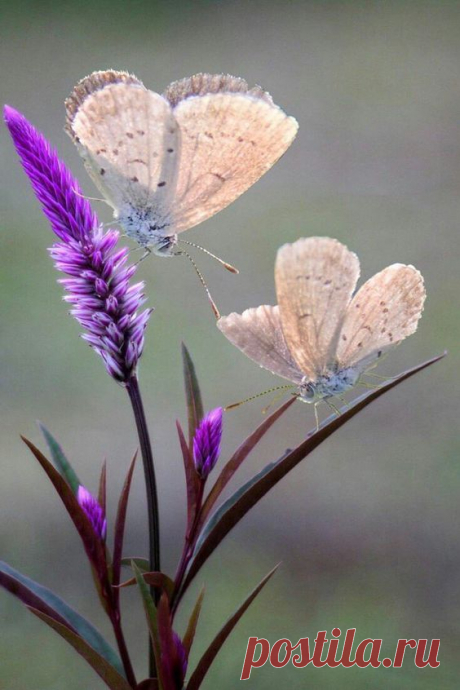 (578) Pinterest