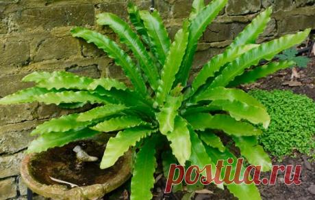 Комнатное растение Асплениум (Asplenium). Температура: умеренная: летом 22-24 0 С, зимой - не ниже 18 0 С.

Освещение: светлое,но защищенное от прямых солнечных лучей.

Полив: регулярный, поливать следует только мягкой водой.

Влажность: существенной роли не играет, можно опрыскивать летом.