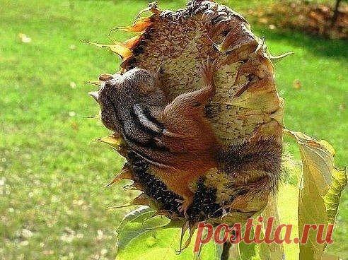 Вкусняшка...)))