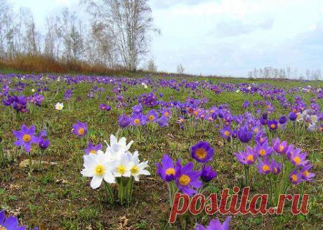 КАКУЮ ЖЕ НЕИСТОВУЮ КРАСОТУ ВЫДАЁТ ВЕСНОЙ РУССКАЯ ЗЕМЛЯ!
Валерий Филатов