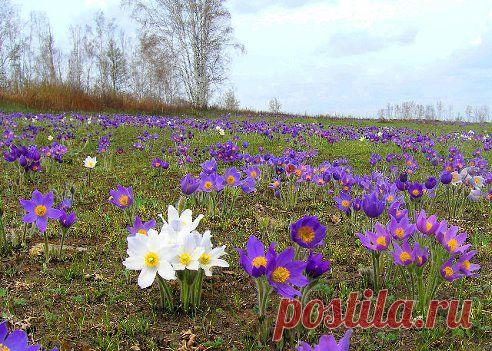 КАКУЮ ЖЕ НЕИСТОВУЮ КРАСОТУ ВЫДАЁТ ВЕСНОЙ РУССКАЯ ЗЕМЛЯ!
Валерий Филатов