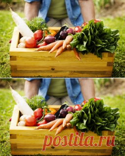 28 способов ускорить созревание томатов, перца, баклажанов и других овощей - Садоводка