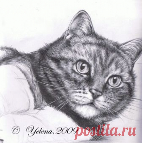 Рисуем кошку карандашом — Сделай сам, идеи для творчества - DIY Ideas