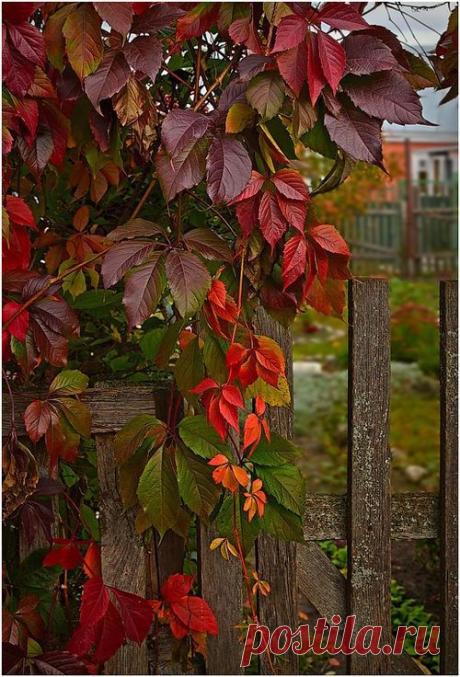 Pillanatok — enchanted-barnowlkloof: A dreamy garden….