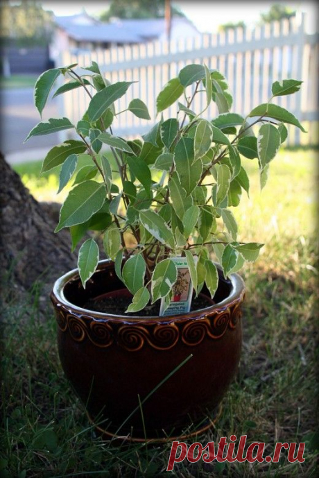 Фикус Бенджамина - проще простого.