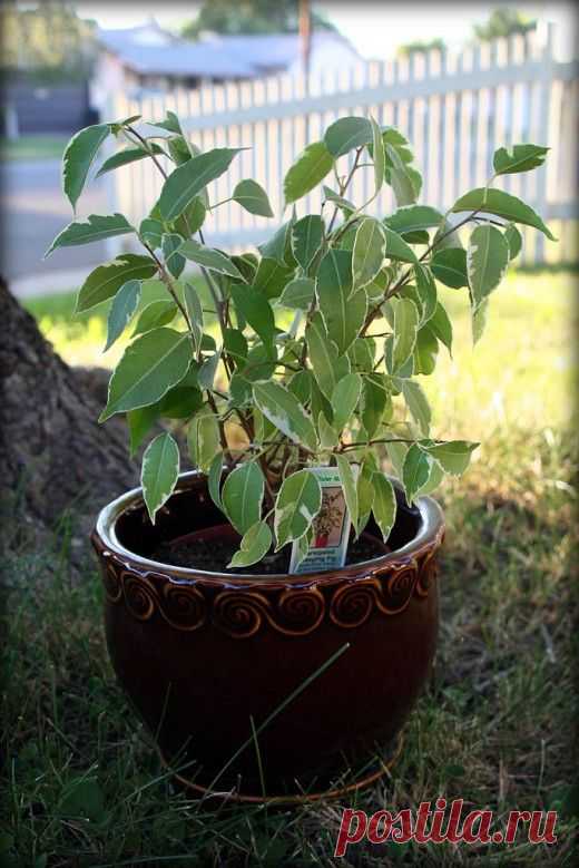 Фикус Бенджамина - проще простого.