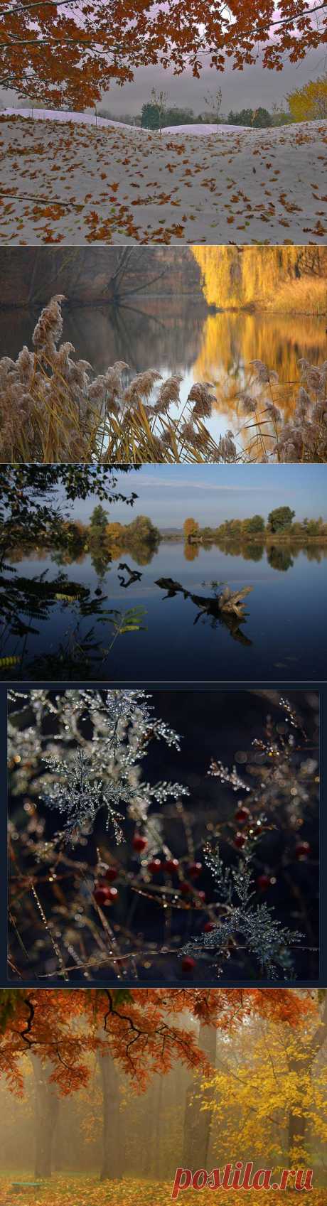 Осеннее утро в грибном лесу