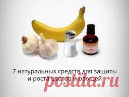 7 натуральных средств для защиты и роста цветов и овощей - Садоводка