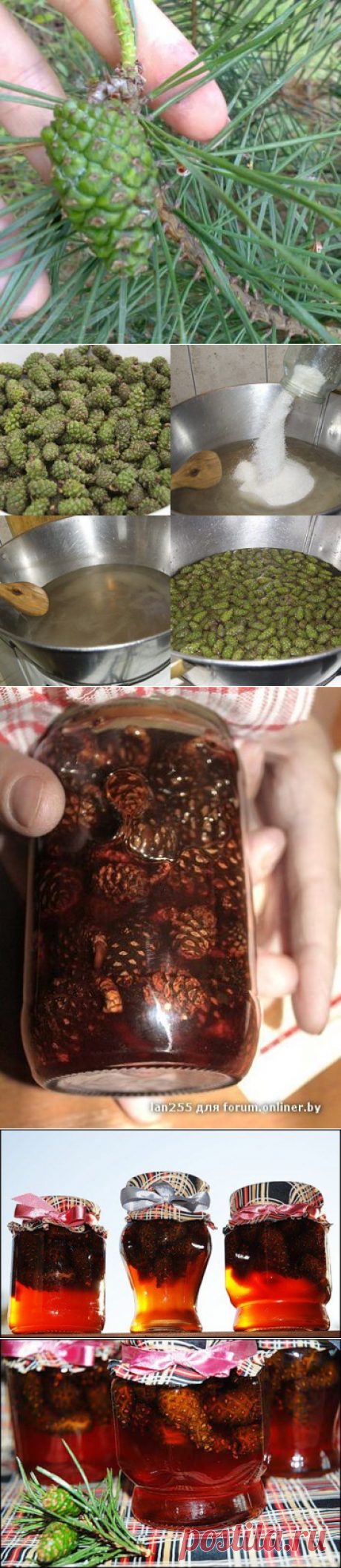 ВАРЕНЬЕ ИЗ СОСНОВЫХ ШИШЕК (СОСНОВЫЙ МЕД)