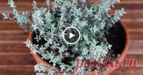 Найпотужніша трава, яка знищує стрептокок, герпес, кандиду, вірус грипу і лікує понад 50 хвороб!  🌿🍃💚
Найпотужшу траву, яку знищують стрептококки, герпес і інші напасти, використовували ще в середні віки.
Її назва — нікіта лікарська.
Вона зміцнює імунітет, зменшує хвороби, сприяє покращенню організму і забезпечує здоров'я.
При мікробозах, пневмоніях, золотіці, лейкопії, аспергіллії, гнійних запаленнях, пієлонефриті, циститах та інших захворюваннях нікиту лікарську можна робити в домашніх умова…