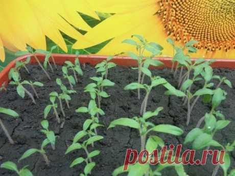 КОГДА ПИКИРОВАТЬ ТОМАТЫ? Ольга Чернова.