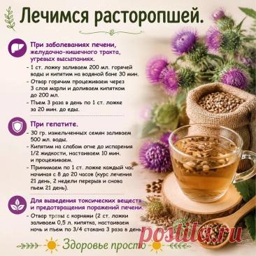 Лечимся расторопшей