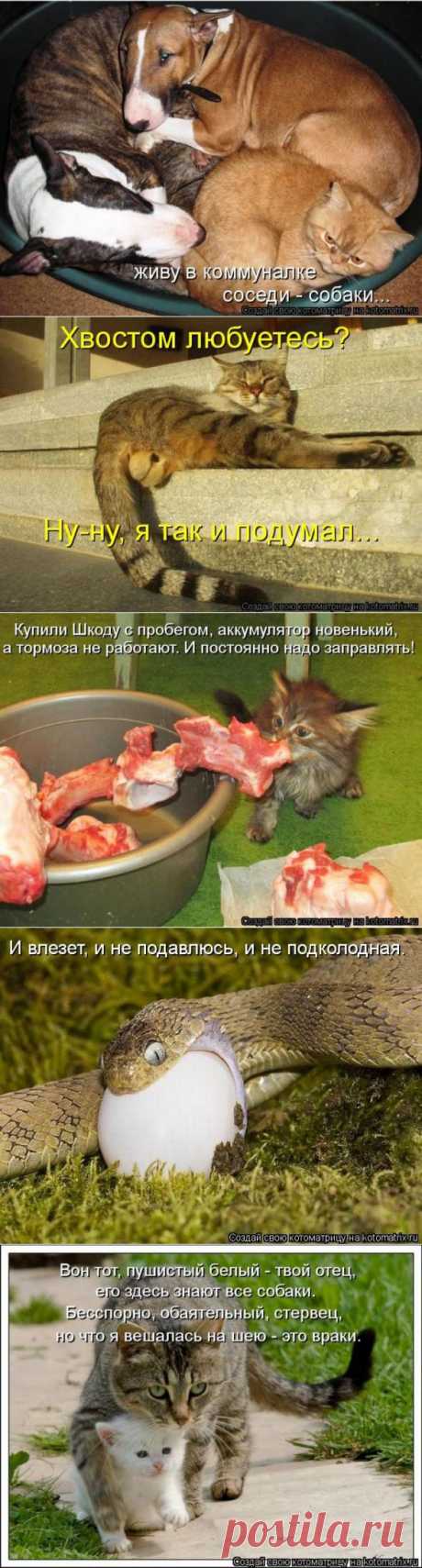 Так и подумал (котоматрица) | Обхохочешься