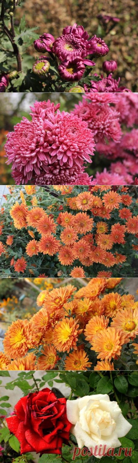 (+1) - История цветов в одном саду - заключение | Фотоискусство