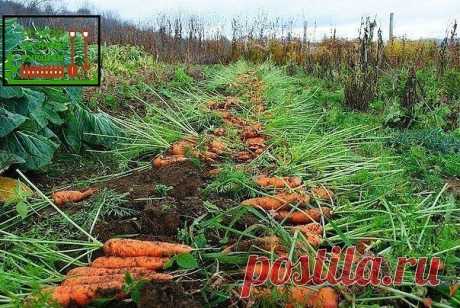 Пару морковных лайфхаков:
#лайфхак
Чтобы не привлечь морковную муху при прореживании моркови, возьмите взять 1 ведро воды и разведите в нем 1 столовую ложку красного или черного молотого перца (хватит на 10 кв.м). Настаивать не нужно, сразу обрызгивать морковь настоем перед прореживанием.

Если хотите получить урожай хорошей чистой моркови (без всякой гнили, заразы и т. д.) обязательно после второго прореживания полейте молодые растения следующим раствором: на 1 ведро воды...
