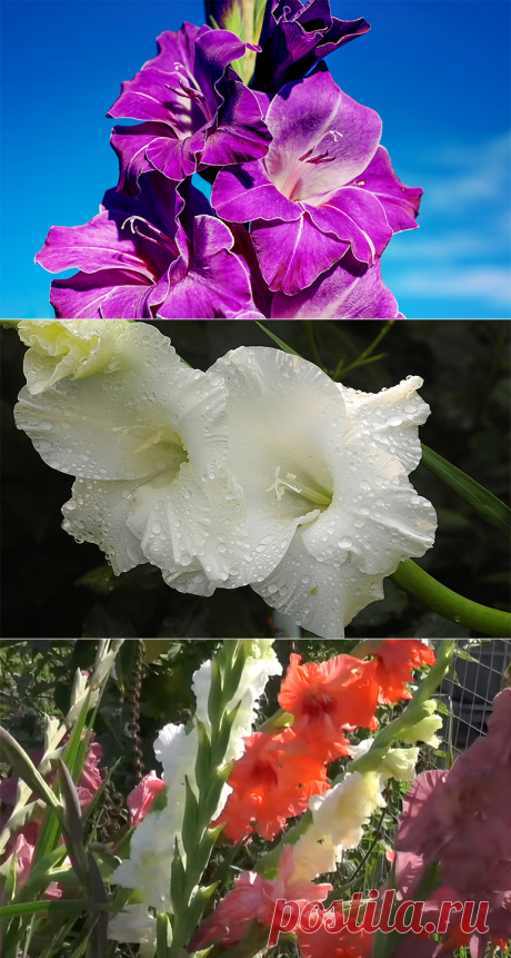 Гладиолусы выращивание и уход: как правильно сажать и ухаживать