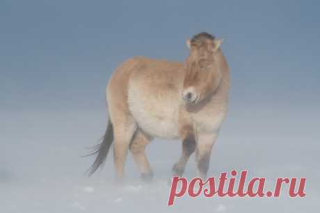 По заснеженной степи вьётся позёмка, но молодому жеребцу лошади Пржевальского стужа нипочем. Оренбургский заповедник. Фотограф – Светлана Горбатых: nat-geo.ru/community/user/29089