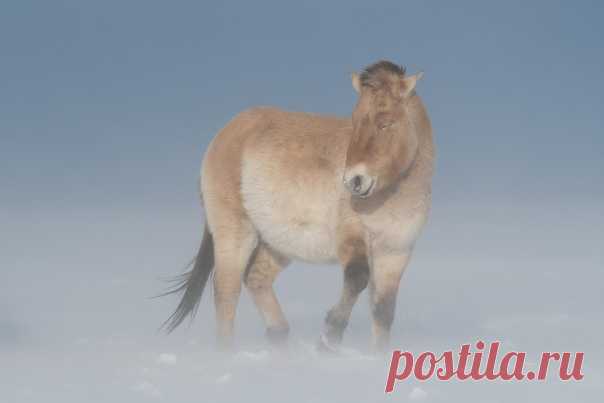 По заснеженной степи вьётся позёмка, но молодому жеребцу лошади Пржевальского стужа нипочем. Оренбургский заповедник. Фотограф – Светлана Горбатых: nat-geo.ru/community/user/29089