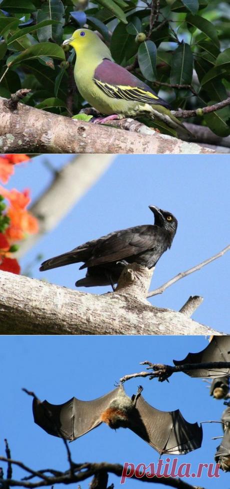 В мире животных. Единственный экземпляр. | НАУКА И ЖИЗНЬ