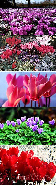 фото цветы цикламены: