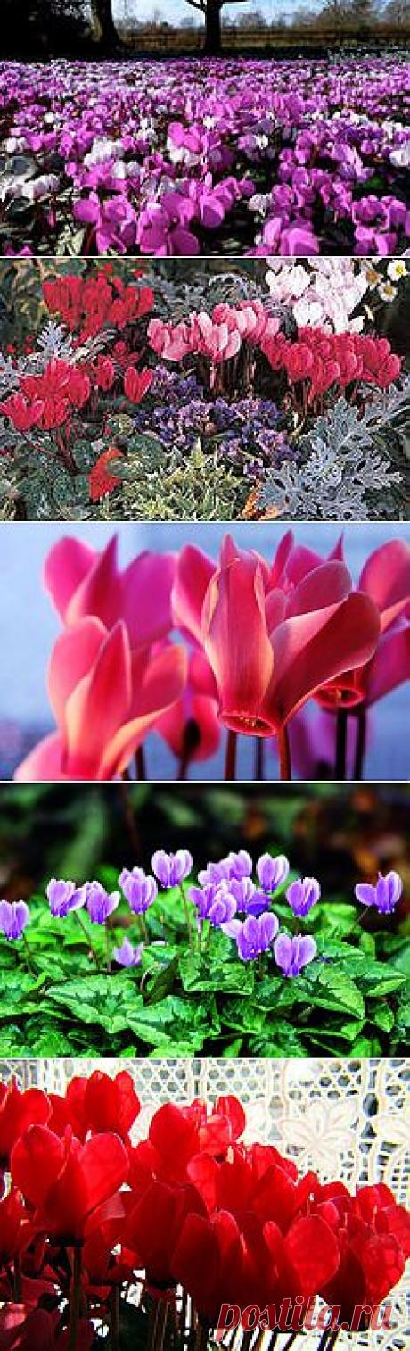 фото цветы цикламены: