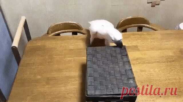 - Доброе утро, дружок!
- Отвали, я не выспался!
- Ну, и дрыхни дальше! 😃