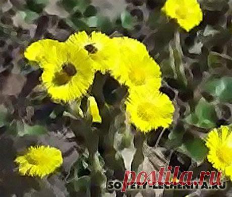 Мать и мачеха трава от кашля и более тяжелых заболеваний уникальный доктор