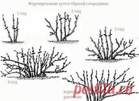 О смородине.