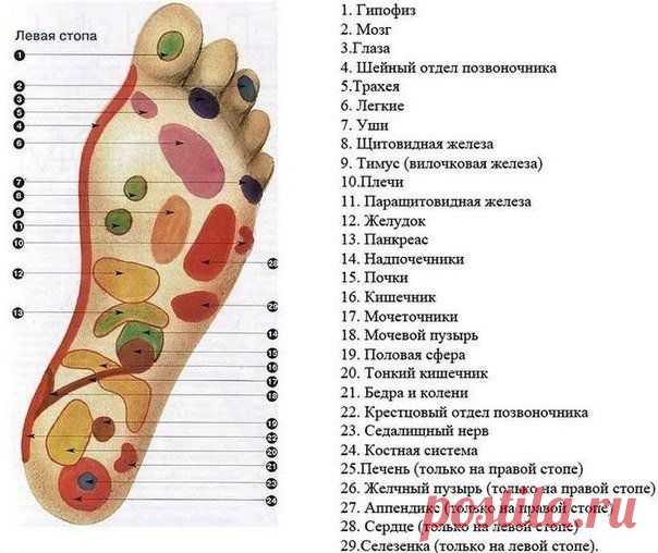 Массаж стоп необходим для улучшения здоровья и профилактики различных заболеваний!
