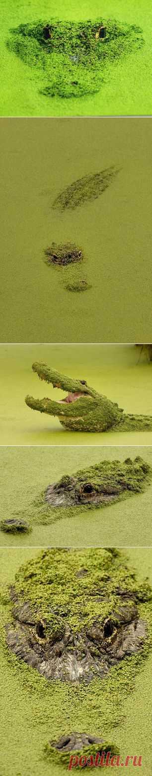 Маскировка аллигатора