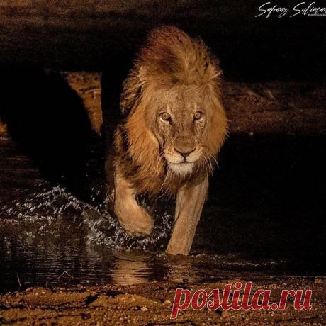 Смешная дикая природа