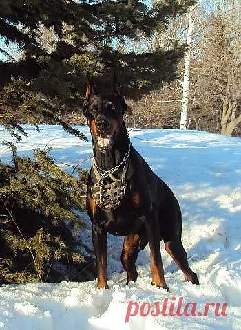 Зимняя прогулка Захара