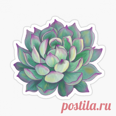 Pegatinas: Cactus | Redbubble