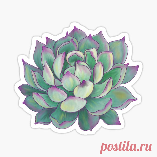 Pegatinas: Cactus | Redbubble