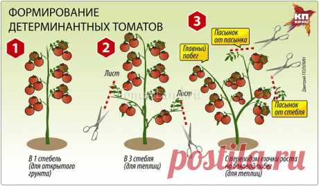 Пасынкование детерминантных томатов в теплице Огород без хлопот - информационный сайт для дачников, садоводов и огородников.