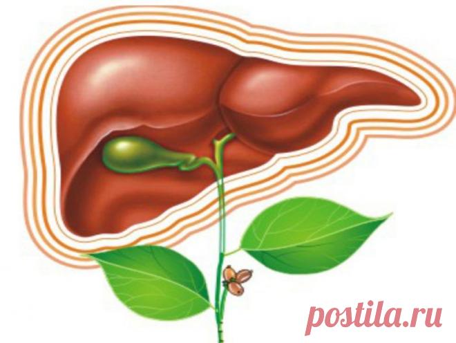 Печень: функции, болезни и методы лечения / Будьте здоровы